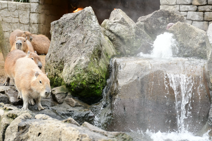 【2025年更新】去日本看水豚吧！彻底解说“正宗水豚温泉”