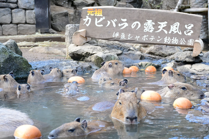 【2025年更新】去日本看水豚吧！彻底解说“正宗水豚温泉”