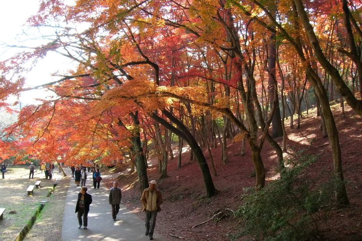 [Kanagawa, Shizuoka] Visit Hakone Shrine, Mishima Skywalk, and Izu Shuzenji Autumn Leaves Walk