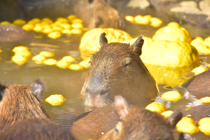 【2025年更新】去日本看水豚吧！彻底解说“正宗水豚温泉”