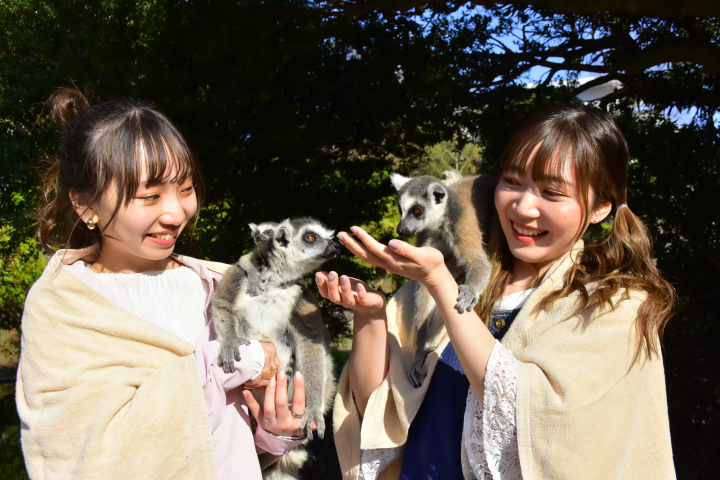 [The only place in Japan!] Get up close and personal with animals on a boat! Izu Shaboten Zoo