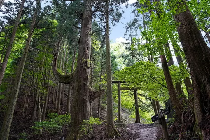Mount Mitake hiking tour
