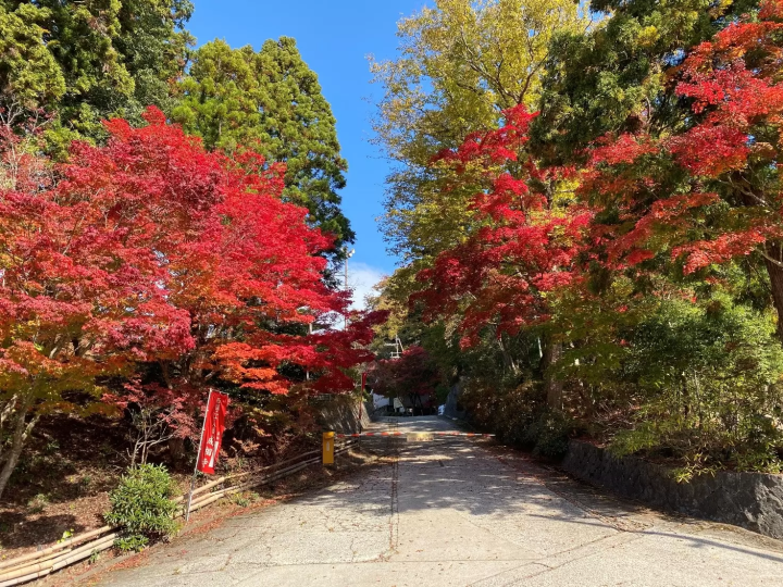 成相寺紅葉ライトアップ
