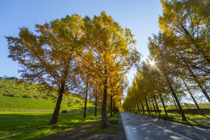 Metasequoia trees lined up in Taiyogaoka 