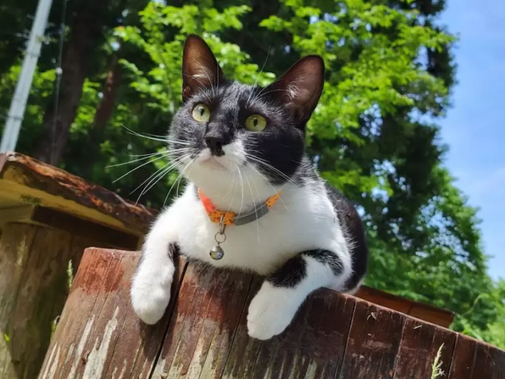 魅力镭温泉！新潟“五头温泉乡”美食、观光、温泉景点完全指南