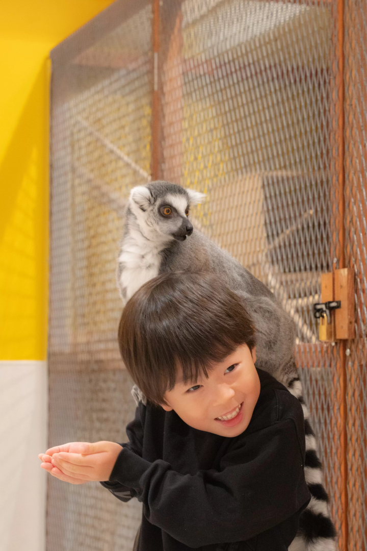Give capybaras treats indoors!? A comprehensive guide to the indoor petting zoo "AniTouch"