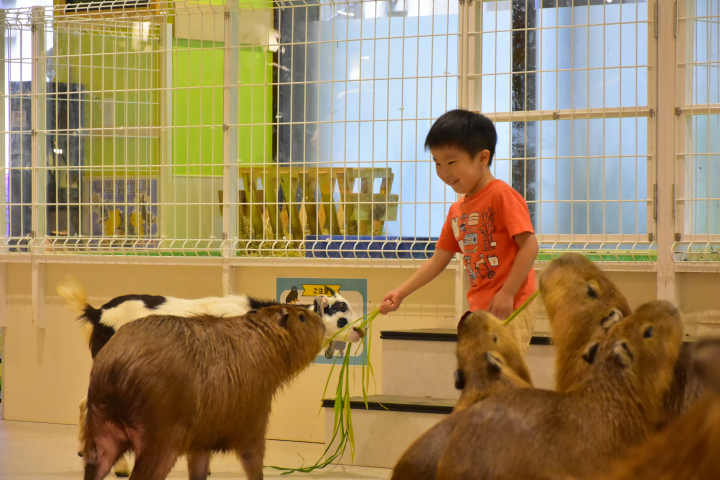 Give capybaras treats indoors!? A comprehensive guide to the indoor petting zoo "AniTouch"