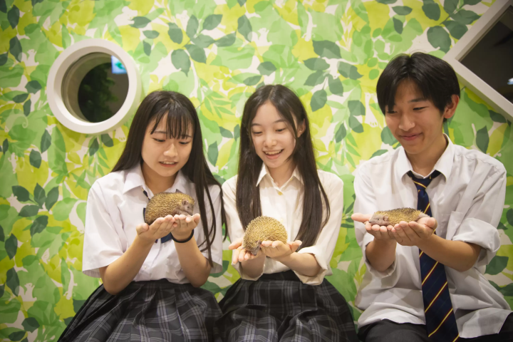 Give capybaras treats indoors!? A comprehensive guide to the indoor petting zoo "AniTouch"