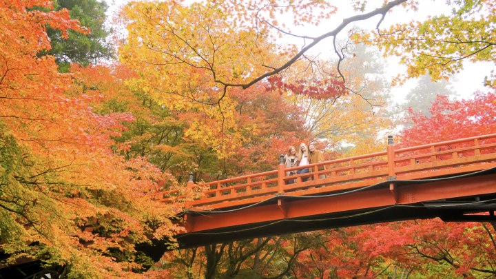 [2025 Edition] 6 Famous Spots for Viewing Autumn Leaves in Yabu City , Hyogo Hyogo Prefecture ! Introducing Popular and Hidden Gems