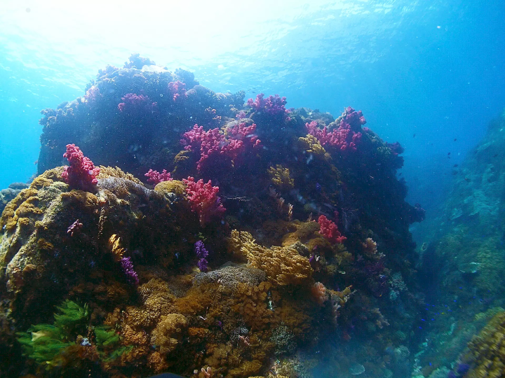 Ehime National Parks | Special Protection Areas, Marine Characteristics, Environmental Conditions. Ainan Town, Nishikai Sightseeing Boat [4/4]