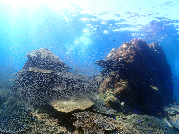 Ehime National Parks | Special Protection Areas, Marine Characteristics, Environmental Conditions. Ainan Town, Nishikai Sightseeing Boat [4/4]