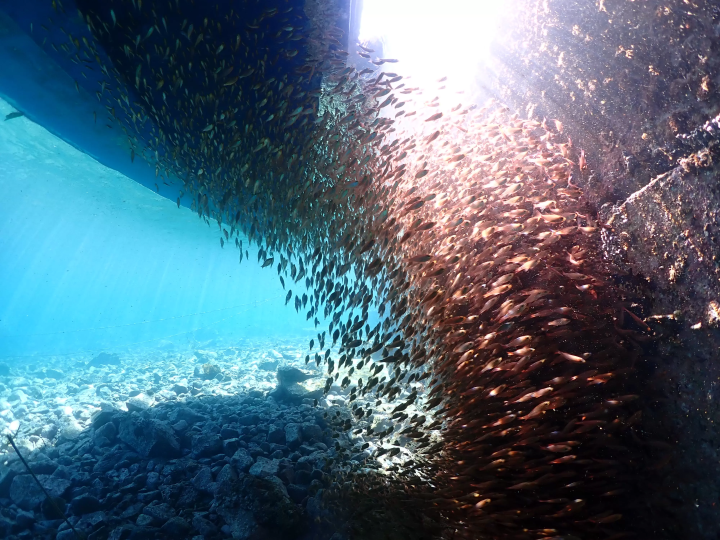 Ehime National Parks | Special Protection Areas, Marine Characteristics, Environmental Conditions. Ainan Town, Nishikai Sightseeing Boat [4/4]
