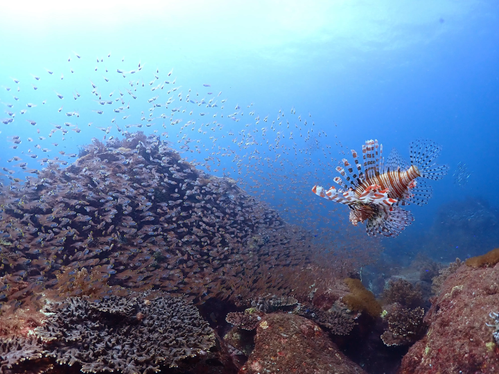 Ehime National Parks | Special Protection Areas, Marine Characteristics, Environmental Conditions. Ainan Town, Nishikai Sightseeing Boat [4/4]