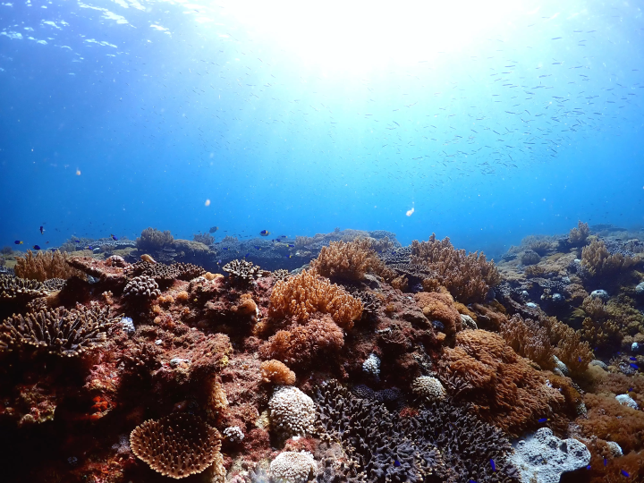 Ehime National Parks | Special Protection Areas, Marine Characteristics, Environmental Conditions. Ainan Town, Nishikai Sightseeing Boat [4/4]