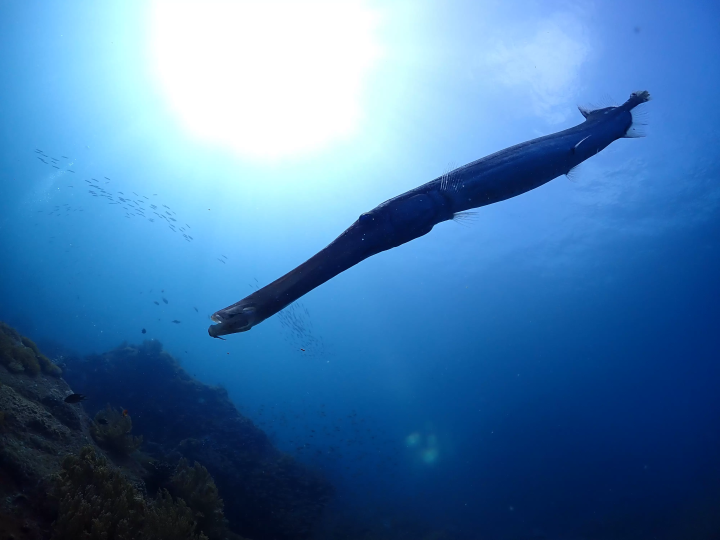 Ehime National Parks | Special Protection Areas, Marine Characteristics, Environmental Conditions. Ainan Town, Nishikai Sightseeing Boat [4/4]