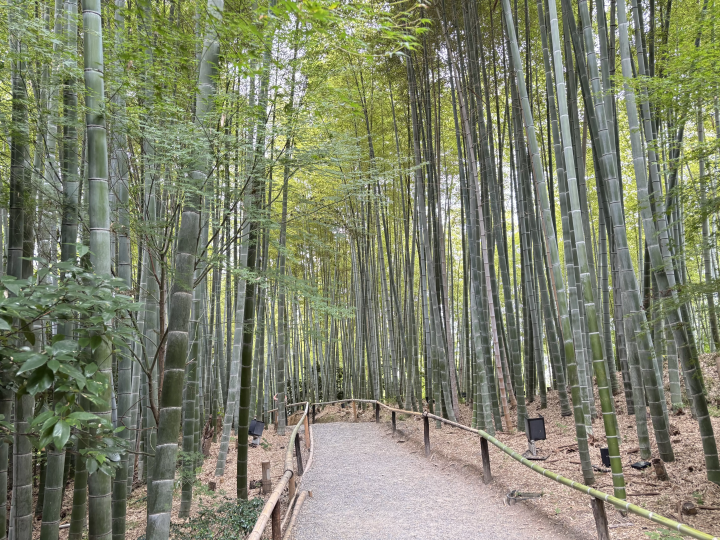 Just walking around makes you feel refreshed