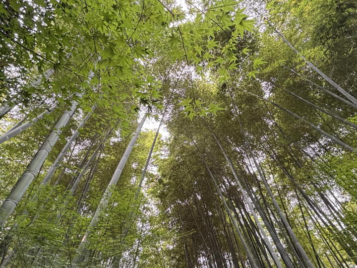 Walk around these power spots! Start your stroll around Mount Higashiyama 's famous Buddhist and Shinto sites from Hotel Forza Kyoto .