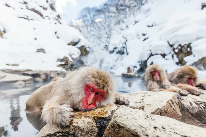 [Nagano] Winter Relaxation - Enjoy Snow Monkeys at Jigokudani Monkey Park, Zenkoji Temple, and Specialty Beef Sukiyaki! Departing from Shinjuku