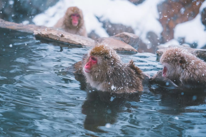 [Nagano] Winter Relaxation - Enjoy Snow Monkeys at Jigokudani Monkey Park, Zenkoji Temple, and Specialty Beef Sukiyaki! Departing from Shinjuku