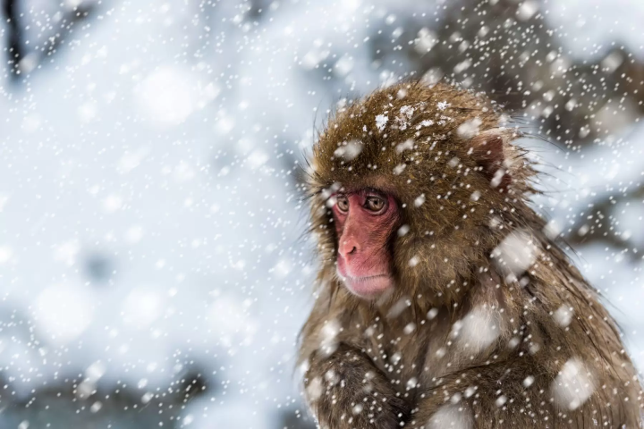 [Nagano] Winter Relaxation - Enjoy Snow Monkeys at Jigokudani Monkey Park, Zenkoji Temple, and Specialty Beef Sukiyaki! Departing from Shinjuku