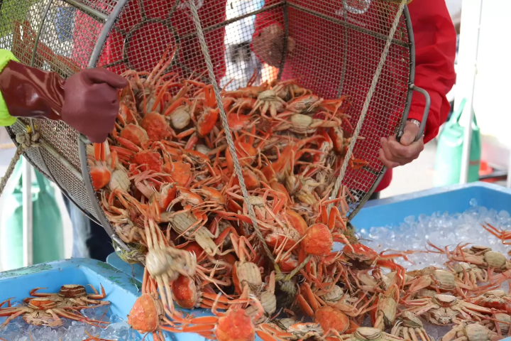 【2025年举办】滨坂港螃蟹节亮点，以日本海代表性螃蟹——松叶蟹为主角