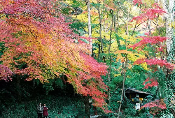 6 Best Autumn Foliage Spots in Nara Accessible by Kintetsu Train from Osaka