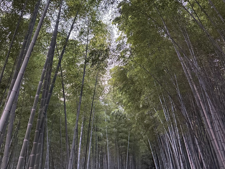 Top Beautiful & Photogenic Views in Japan: Mt. Fuji, Shirakawa-go, Arashiyama Bamboo Forest, and More