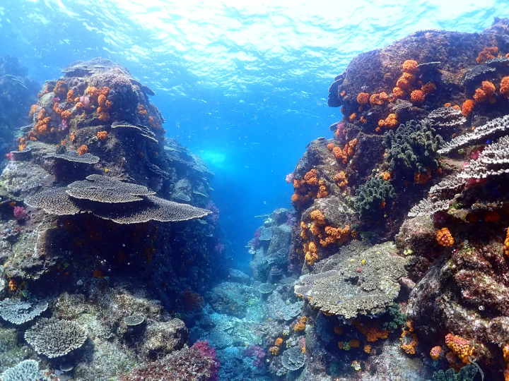 Ehime National Park | Marine Activities. Ainan Town - Nishikai Sightseeing Boat [1/4]