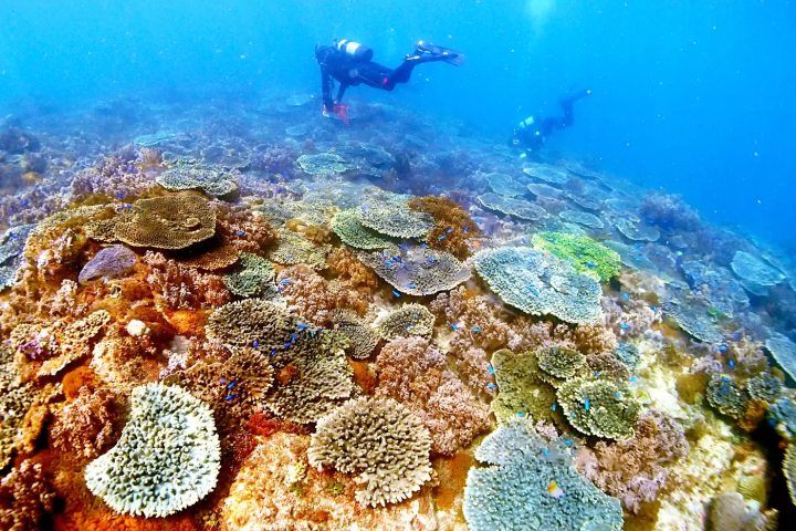 Ehime National Park | Marine Activities. Ainan Town - Nishikai Sightseeing Boat [1/4]