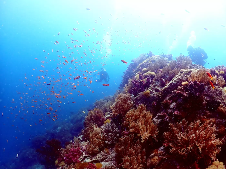 Ehime National Park | Marine Activities. Ainan Town - Nishikai Sightseeing Boat [1/4]