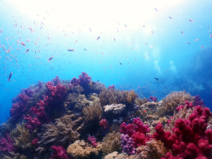 Ehime National Park | Marine Activities. Ainan Town - Nishikai Sightseeing Boat [1/4]