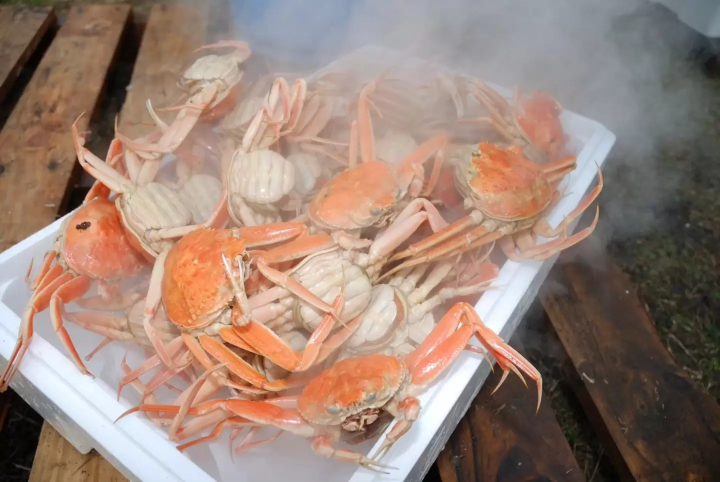 【2025年举办】滨坂港螃蟹节亮点，以日本海代表性螃蟹——松叶蟹为主角