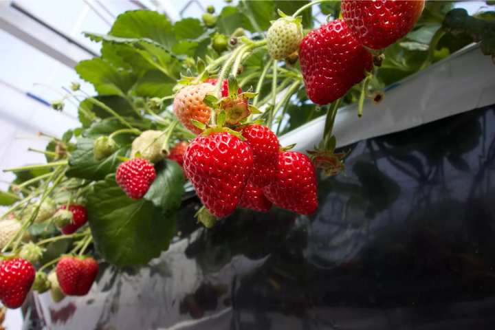 [Yamanashi - Mt. Fuji] Winter fireworks, spectacular views of Mt. Fuji, strawberry picking, and hot springs! Enjoy winter at Lake Kawaguchi!