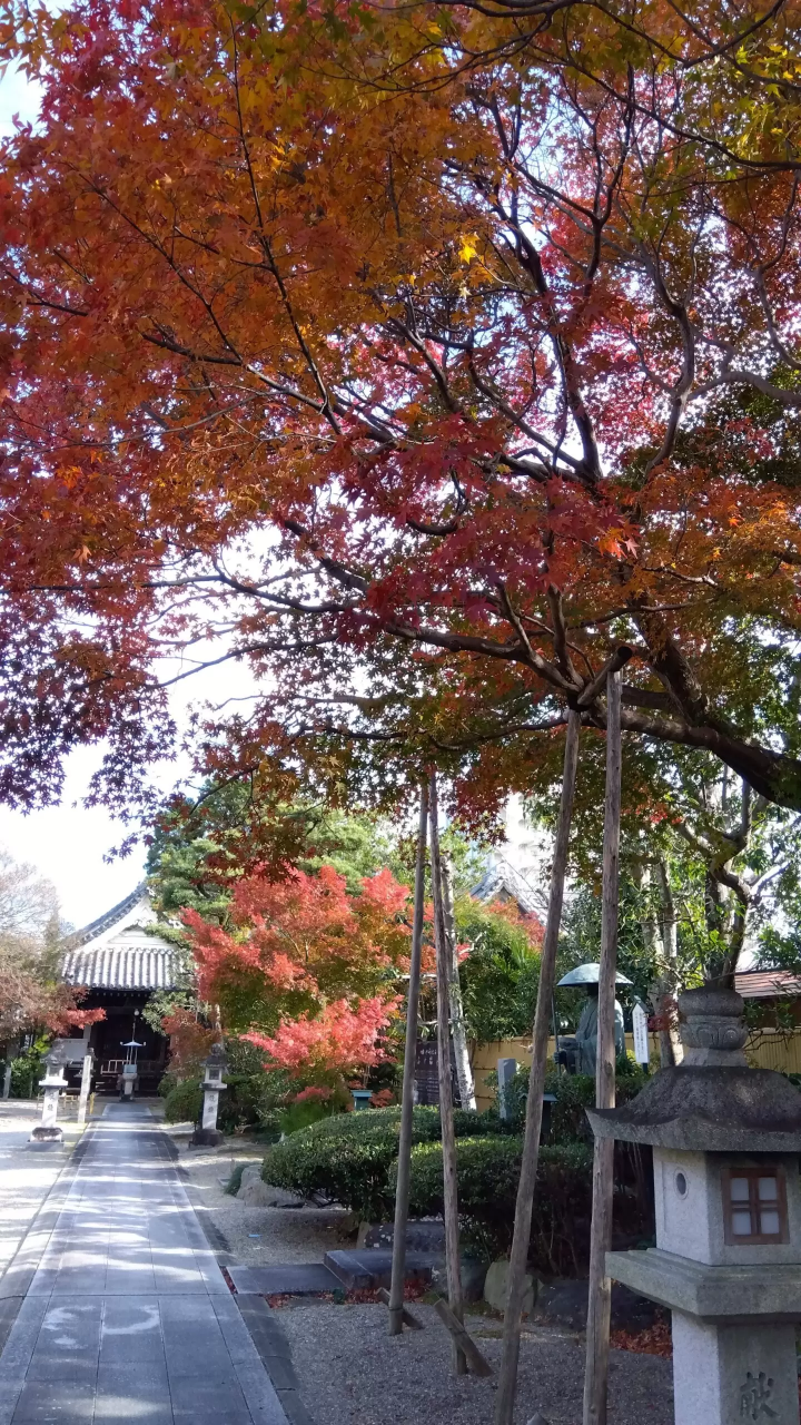 จุดชมใบไม้เปลี่ยนสีใน เมืองมัตสึซากะ จังหวัด จังหวัดมิเอะ : จุดแนะนำสำหรับการชมใบไม้เปลี่ยนสีในเมือง