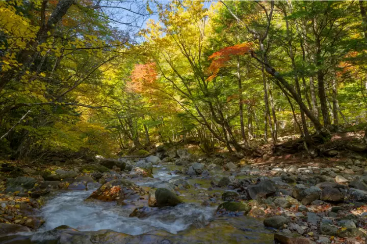 Just 2 hours from Tokyo ! 7 autumn foliage spots in the naturally rich Hokuto City Yamanashi Prefecture !