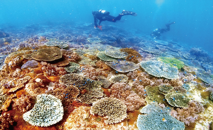 Ehime National Parks | Our Environmental Conservation & Coral Conservation & Town: Ainan Town and the Nishikai Sightseeing Boat [3/4]