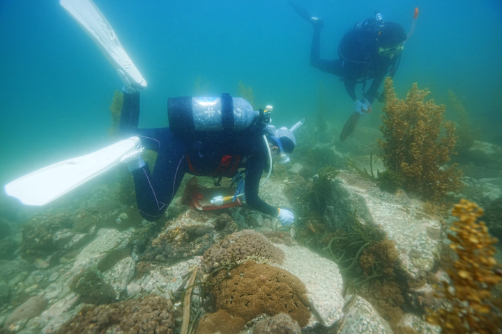 Ehime National Parks | Our Environmental Conservation & Coral Conservation & Town: Ainan Town and the Nishikai Sightseeing Boat [3/4]