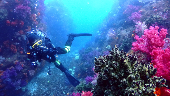 Ehime National Parks | Our Environmental Conservation & Coral Conservation & Town: Ainan Town and the Nishikai Sightseeing Boat [3/4]