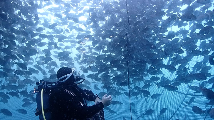 Ehime National Parks | Our Environmental Conservation & Coral Conservation & Town: Ainan Town and the Nishikai Sightseeing Boat [3/4]