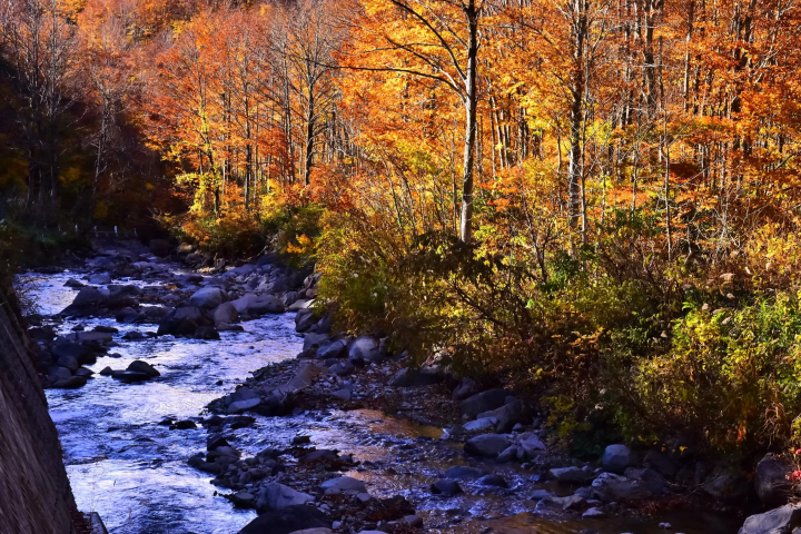鱼沼秋天赏枫！五大必去景点推荐，从热门到秘境通通告诉你！