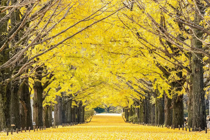 Tokyo Showa Kinen Park: Yellow and Red Leaves Festival 2025