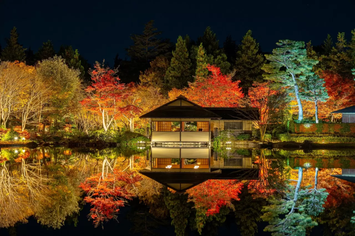 Tokyo Showa Kinen Park: Autumn Foliage and Light-up Festival