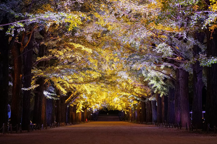 Tokyo Showa Kinen Park: Yellow and Red Leaves Festival 2025
