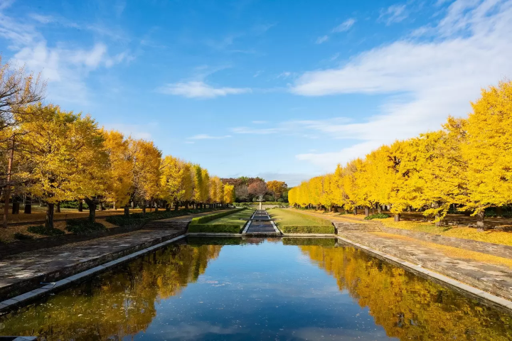 Tokyo Showa Kinen Park: Yellow and Red Leaves Festival 2025