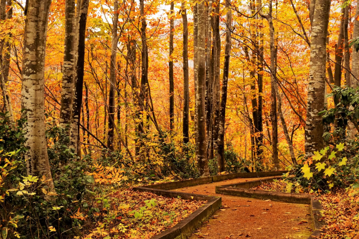 鱼沼秋天赏枫！五大必去景点推荐，从热门到秘境通通告诉你！