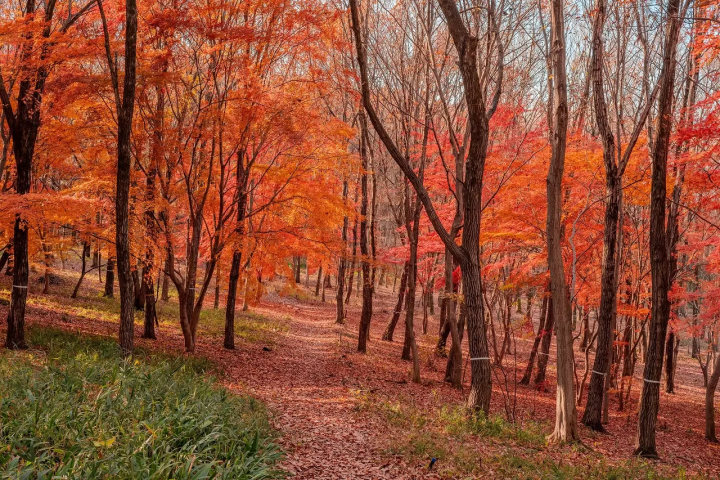 Tokyo Showa Kinen Park: Yellow and Red Leaves Festival 2025