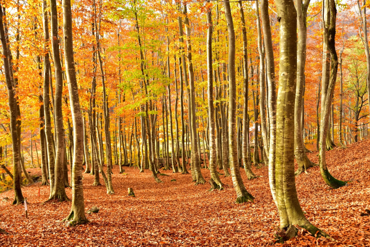 鱼沼秋天赏枫！五大必去景点推荐，从热门到秘境通通告诉你！