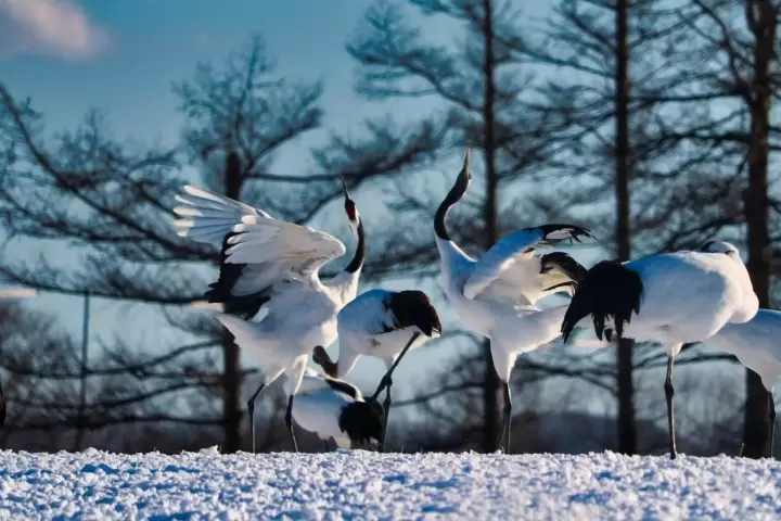 體驗日本冬日文化：節分、初詣與冬季地方祭典攻略