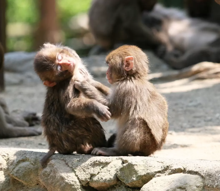 ภาพถ่ายได้รับความอนุเคราะห์จากสมาคมเพื่อประโยชน์สาธารณะด้านการท่องเที่ยวแห่งโออิตะ 