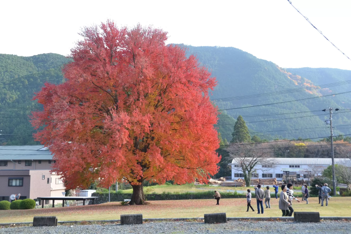 Fall foliage spots in Matsusaka City, Mie Prefecture : Kahadakyo area